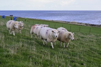 Sheep on a dyke, Pellworm Island, Schleswig-Holstein Wadden Sea National Park, North Frisia,