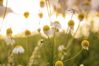 Camomile flowers in a meadow in the warm evening light