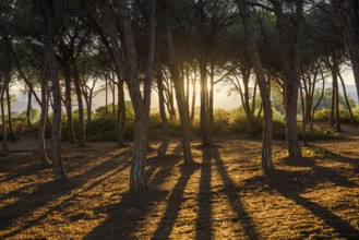 Pine forest, Spiaggia di Isula Manna, sunset, Santa Maria Navarrese, Gulf of Orosei National Park,