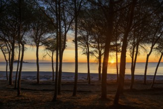 Lonely sandy beach and pine forest, Spiaggia di Isula Manna, sunrise, Santa Maria Navarrese, Gulf