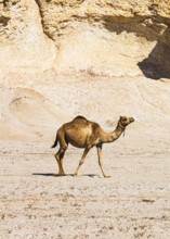 Lone camel (Camelidae) in the Huqf stone desert, Arabian Peninsula, Sultanate of Oman