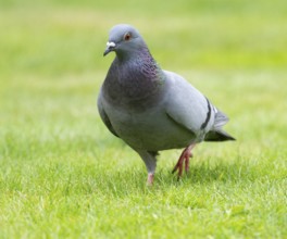 Domestic pigeon (Columba livia domestica) on a lawn, green area in search of food, Lower Saxony,