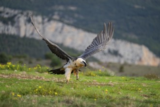 Bearded Vulture (Gypaetus barbatus) adult bird in flight with mountains in the backround, Pyrenees,