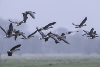 White-fronted Geese (Anser albifrons), East Frisia, Lower Saxony, Germany, Europe