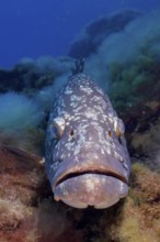 Large fish with detailed skin, Dusky Grouper (Epinephelus marginatus) (Mycteroperca marginatus), on