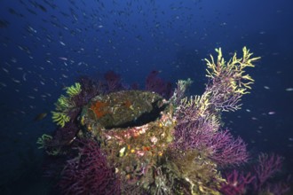 A vibrant collection of purple Violescent sea-whip (Paramuricea clavata) and Yellow Gorgonian