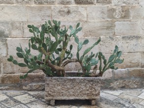 Prickly pear in front of a sandstone wall as decoration, Locorotondo, Apulia, Southern Italy,