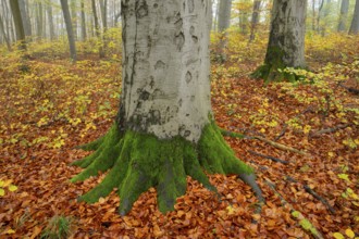 Near-natural deciduous forest in autumn with colourful leaves, copper beech (Fagus sylvatica),