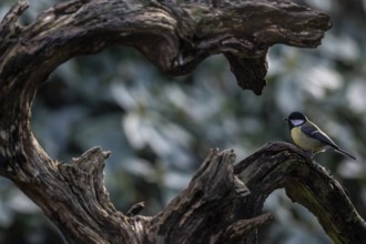 Great Tit (Parus major), Emsland, Lower Saxony, Germany, Europe