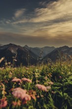 Hiking tour on the Hönig mountain in the Lechtal valley near Berwang in Tyrol, Austria, Europe