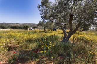 Olive tree (oliva) on spring meadow, backlight, Elafonisos, Ionian Islands, Greece, Europe