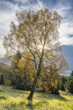 A birch tree in autumn light, surrounded by green landscape and bright sunshine, Wald im Pinzgau,