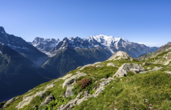 Mountain landscape with alpine roses, mountain panorama of the Mont Blanc massif with glaciated