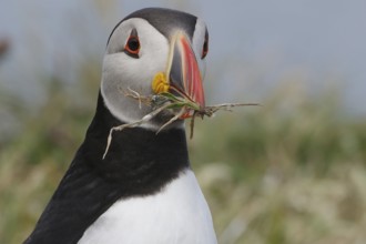 Close-up of a puffin with grass in its beak, nest material, breeding season, Lunga Island,