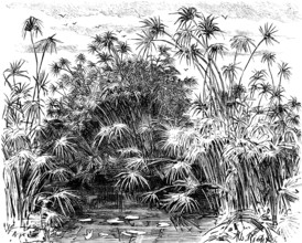 Papyrus plants (Cyperus papyrus) near Syracuse, papyrus shrubs in water, water lilies, island of