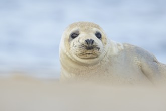 Common seal (Phoca vitulina) adult animal on a beach, Norfolk, England, United Kingdom, Europe