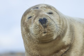 Grey seal (Halichoerus grypus) adult animal sleeping on a beach, Norfolk, England, United Kingdom,