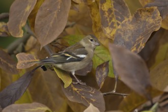 Eurasian chaffinch (Fringilla coelebs) adult female bird in a garden Magnolia tree with autumn