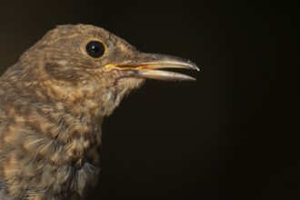 Eurasian blackbird (Turdus merula) adult female bird calling, England, United Kingdom, Europe