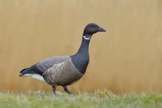 Brent goose (Branta bernicla) standing in a meadow, Wildlife, Geese, Lauwersmeer National Park,