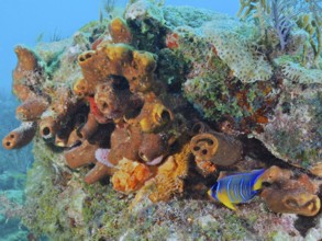 A colourful assemblage of corals and sea sponge, Brown tube sponge (Agelas conifera), with a