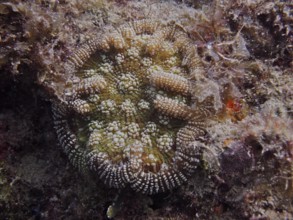 Structural coral with complex patterns and textures, Atlantic mushroom coral (Scolymia lacera), on