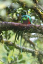 Quetzal (Pharomachrus mocinno), Trogons (Trogonidae), Central Mountain Range, San Jose Province,