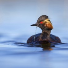 Black-necked grebe (Podiceps nigricollis), swimming in the water, Hides de El Taray / Floating Hid,