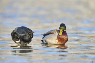 Mallard (Anas platyrhynchos) male and Eurasian coot (Fulica atra) on a lake, Bavaria, Germany,