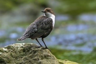 White-throated dipper, Central European dipper (Cinclus cinclus aquaticus) resting on rock in