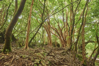 Landscape of Rainforest at the Lulumahu trail to the Lulumahu falls, Honolulu Watershed Forest