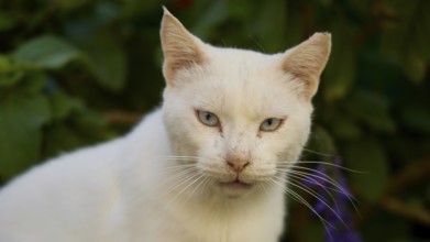 Close-up of a white cat with a calm facial expression, surrounded by green leaves, cats, Rhodes Old