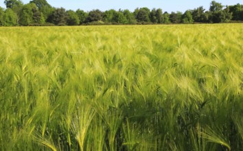 Crop of barley growing in field, Shottisham, Suffolk Sandlings, England, UK