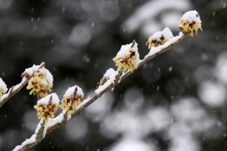 Hamamelis with snow, winter, Saxony, Germany, Europe