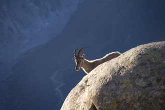 Alpine ibex (Capra ibex), behind a rock, in the morning light, Mont Blanc massif, Chamonix, France,