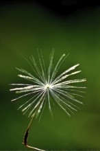 Macro shot of a dandelion (Taraxacum officinale), focusing on the fluffy seed head and fine