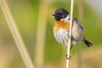 Stonechat, (Saxicola torquata), foraging, male, Eich, Rhineland-Palatinate, Germany, Europe