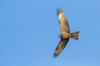 Black kite (Milvus migrans), flight photo, blue sky, Nussloch, Baden-W¸rttemberg, Germany, Europe