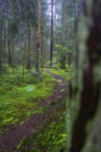 A narrow path winds through a mossy and quiet forest surrounded by tall trees, Black Forest,