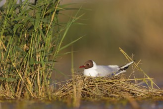 Black-headed gull (Larus ridibundus), breeding at the nest, Hides de El Taray / Floating Hid,