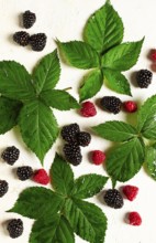 Fresh blackberries and raspberries, with foliage, top view, on a light background, no people