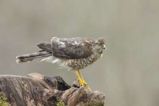 Sparrowhawk (Accipiter nisus) male, standing attentively on a root, wildlife, bird of prey, nature