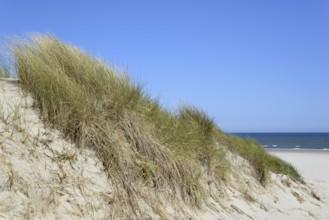 High dune with marram grass (Ammophila arenaria), blue sky, North Sea, Juist, East Frisian Islands,