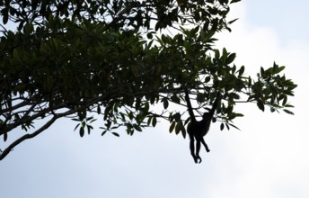 Geoffroy's spider monkey (Ateles geoffroyi), monkey foraging in a tree, Sirena, Corcovado National