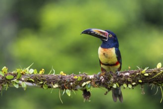 Collared Aracari (Pteroglossus torquatus), Toucans (Ramphastidae), Laguna del Lagarto Lodge,