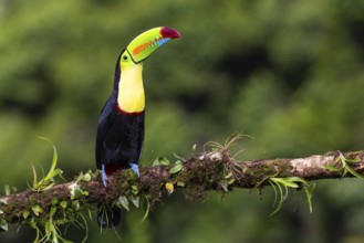 Fishing Toucan (Ramphastos sulfurantus), Toucans (Ramphastidae), Laguna del Lagarto Lodge,