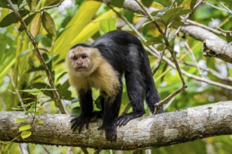 Panama capuchin monkey (Cebus imitator) in a tree, Cahuita National Park, Costa Rica, Central