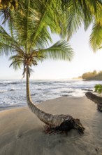 Sea and Caribbean sandy beach with palm trees at sunrise, Caribbean coast, Playa Negra, Cahuita,