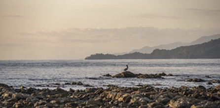 Brown pelican on the coast, Marino Ballena National Park, South Pacific beach and sea, Puntarenas