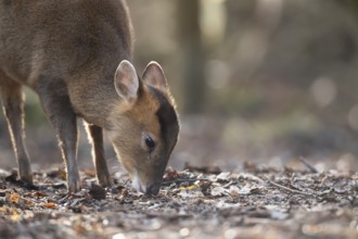 Muntjac deer (Muntiacus reevesi) adult animal feeding on a woodland floor, England, United Kingdom,